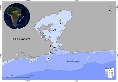 Mercurial Contamination: A Consumer Health Risk Assessment Concerning Seafood From a Eutrophic Estuary in Southeastern Brazil